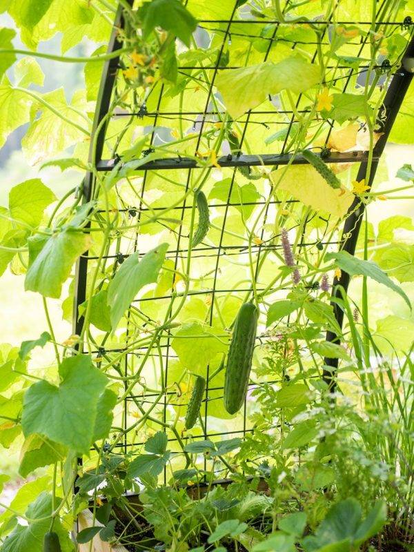 ARCH TRELLIS FOR 2’X8′ PLANTER BOX
